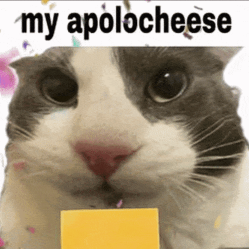 A close-up cat face appears under the words “my apolocheese.”