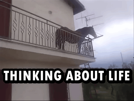 a horse is standing on a balcony with the words " thinking about life " below it