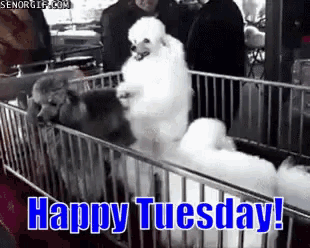 a happy tuesday message with a picture of dogs