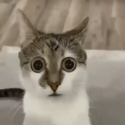 A kitten looks forward with wide, nervous eyes.
