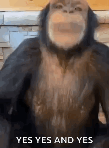 A chimpanzee bounces excitedly with “YES YES AND YES” text.