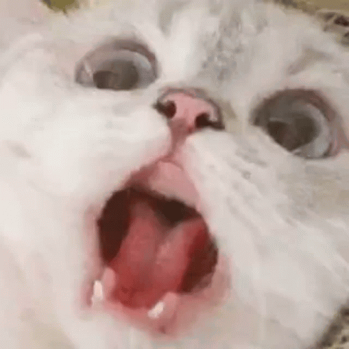A white cat screams with its mouth wide open.