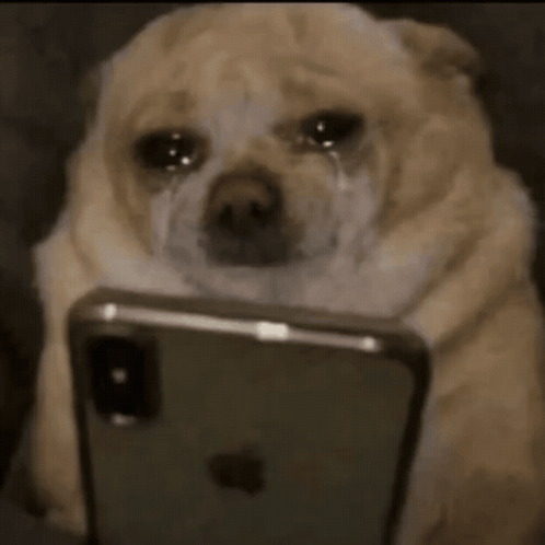 A teary-eyed dog stares at a smartphone while wrapped in a blanket.