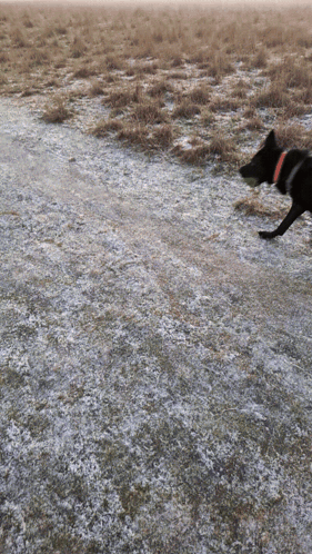 a black dog with a red collar is running through a field