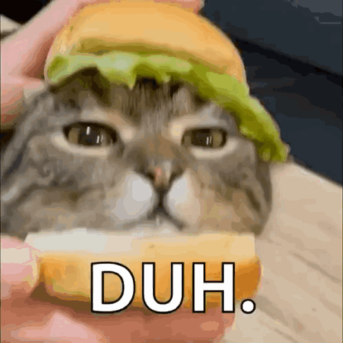 A cat wearing a hamburger bun hat stares forward, captioned “DUH.”.