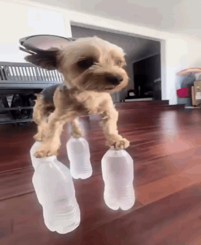 A small dog balances tensely on clear cups on a wooden floor.