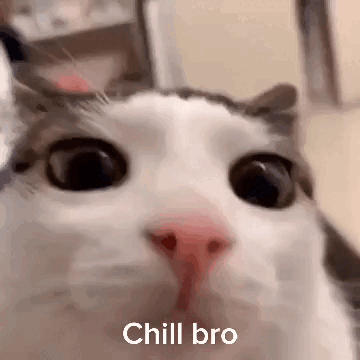 A wide-eyed cat looks into the camera with the caption “Chill bro.”