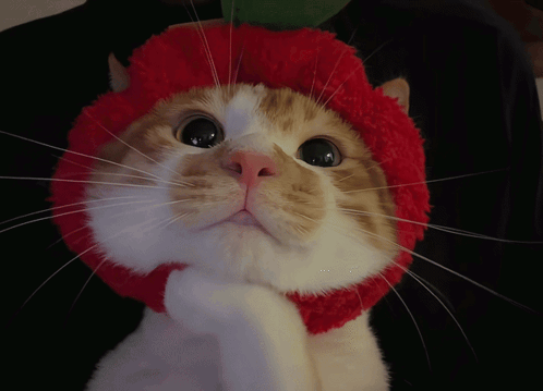 A cat in a red hood peers upward with wide, flirty-looking eyes.
