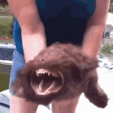A wet brown animal is held up while baring its teeth.