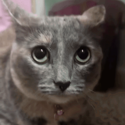A gray cat stares with wide worried eyes.