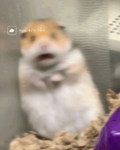 A blurred hamster-like animal appears to scream in a distorted close-up.