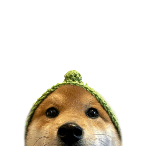 A small animal-like cartoon head peeks upward from the bottom of a white frame.