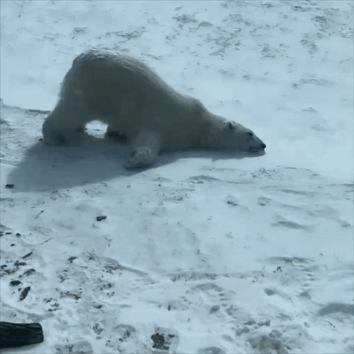 A polar bear lies flat on snowy ground in a sleepy, lazy pose.