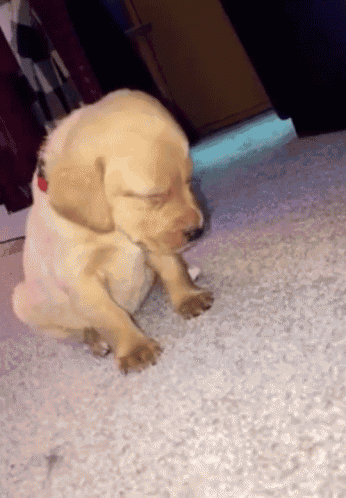A small puppy sits sleepily on a carpet.