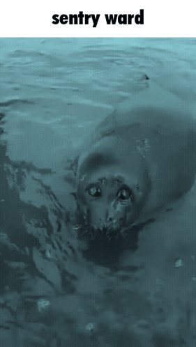 a picture of a seal in the water with the words sentry ward above it