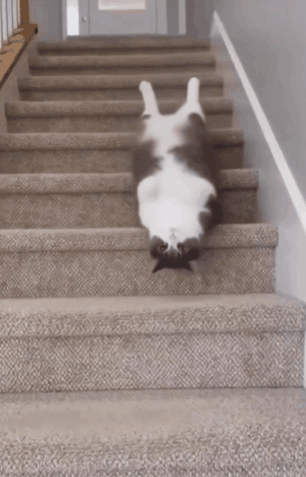 A fluffy white cat slides down a carpeted staircase.