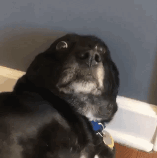 A black dog looks upward with an incredulous expression.