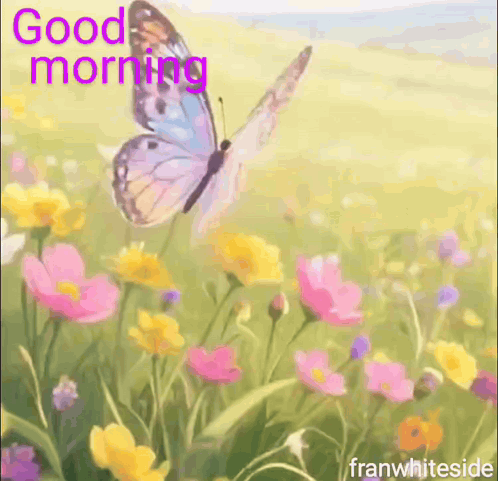 A butterfly hovers over a soft pastel flower field with “Good morning.”
