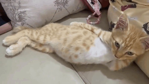 a cat is laying on its back on a couch and looking at the camera