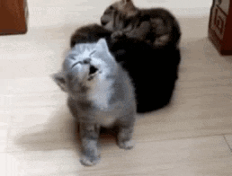 A fluffy cat tips forward as if falling asleep on a floor.