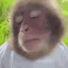 A monkey closes its eyes sleepily outdoors.