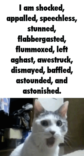 A cat appears below a long list of words for being shocked and flabbergasted.