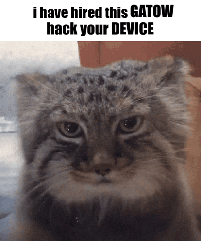 a cat with the words i have hired this gatow hack your device