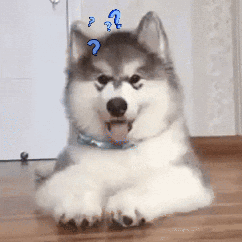 A husky puppy sits with blue question marks floating above its head.