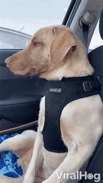 a dog wearing a pippi harness is sitting in a car seat