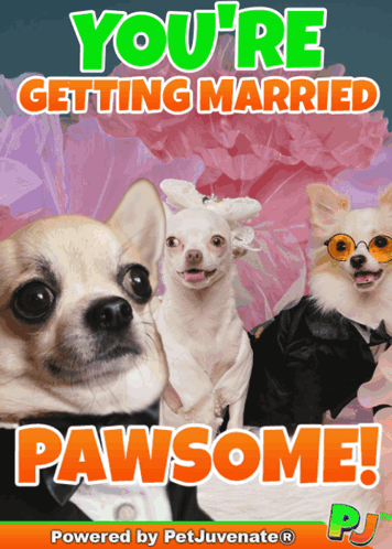 a poster that says you 're getting married pawsome on it