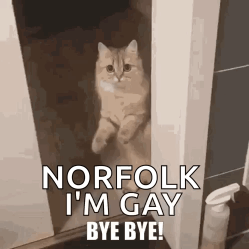 a cat is standing in a doorway with the words `` norfolk i 'm gay bye bye '' .