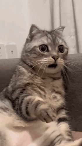 A gray tabby cat sits upright with wide, shocked eyes.