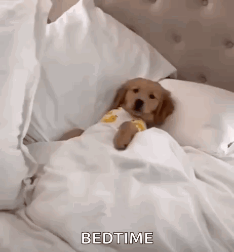 A small puppy lies cozily under white blankets in bed.