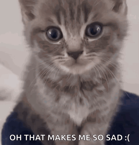 A gray kitten stares forward sadly beside caption “OH THAT MAKES ME SO SAD :(”.