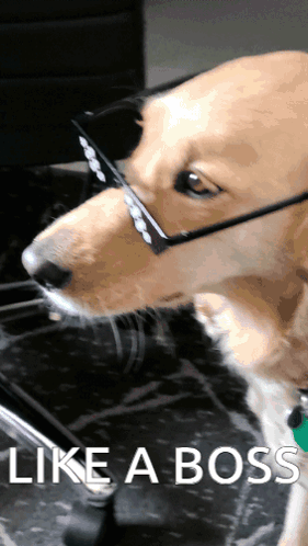 a dog wearing sunglasses with the words like a boss above it
