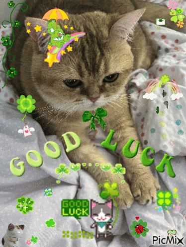A gray cat is covered in clovers, flowers, and bright “GOOD LUCK” decorations.