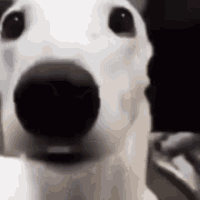 A dog’s face fills the frame with wide eyes and a large nose.