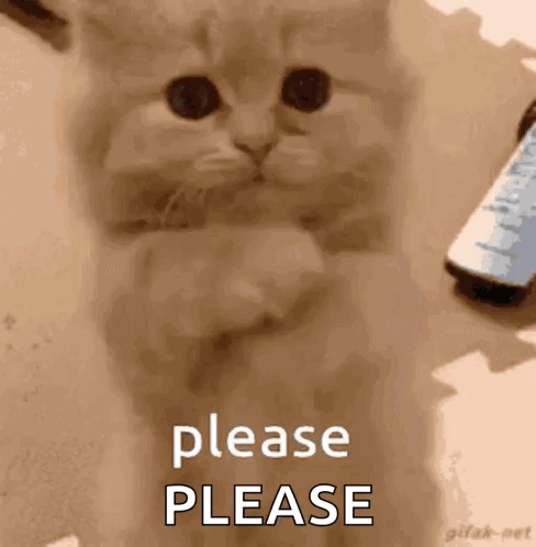 A fluffy cat looks pleadingly at the camera with “please PLEASE” text.