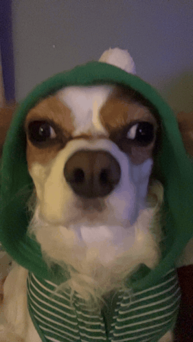 a brown and white dog wearing a green hoodie and a striped shirt