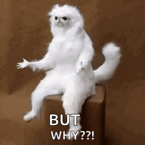 A fluffy white cat gestures while the caption reads “BUT WHY?!”
