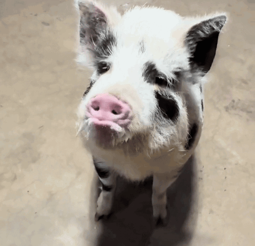 A small spotted pig looks toward the camera with a sad expression.