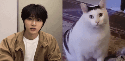 a man and a cat are sitting next to each other . the cat is looking at the camera .