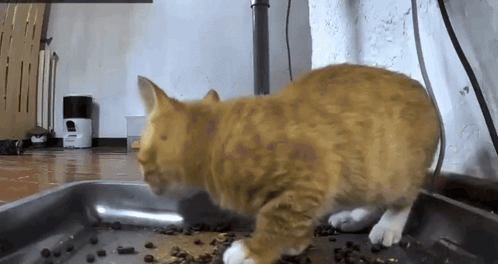 an orange cat is eating food from a tray on the floor