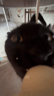 a black cat is playing with a yellow ball