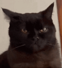 a close up of a black cat 's face with a serious look on its face