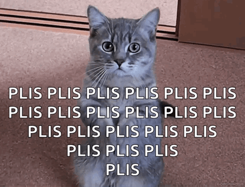 A gray kitten sits while “PLIS” repeats across the frame.