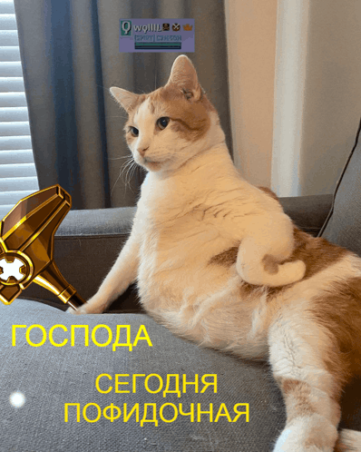 a cat is sitting on a couch with the words " сегодня пофигочная " written on the bottom