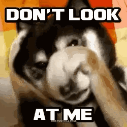 A dog covers its eyes beneath the caption “DON’T LOOK AT ME.”