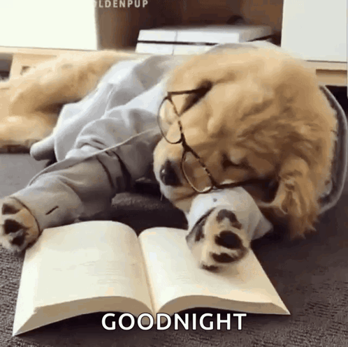 A golden retriever sleeps over an open book on a bed, captioned “GOODNIGHT.”