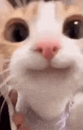 A close-up orange-and-white cat stares wide-eyed at the camera.